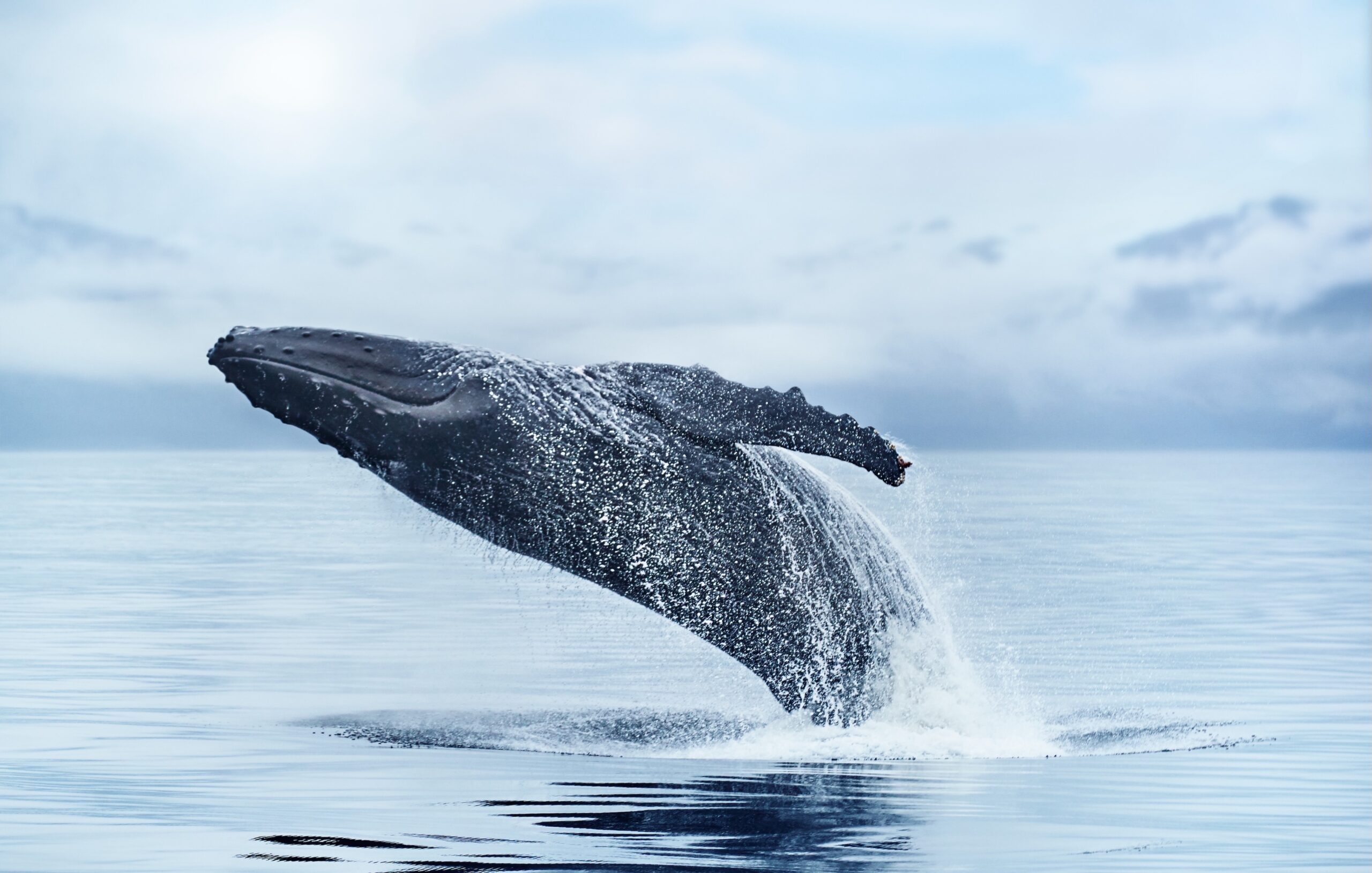 RU_2016_0904-PN-WhaleAlaska-5187_CvD_RGB